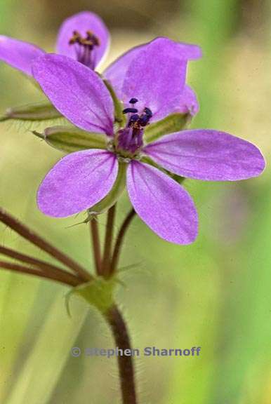 erodium cicutarium 5 graphic